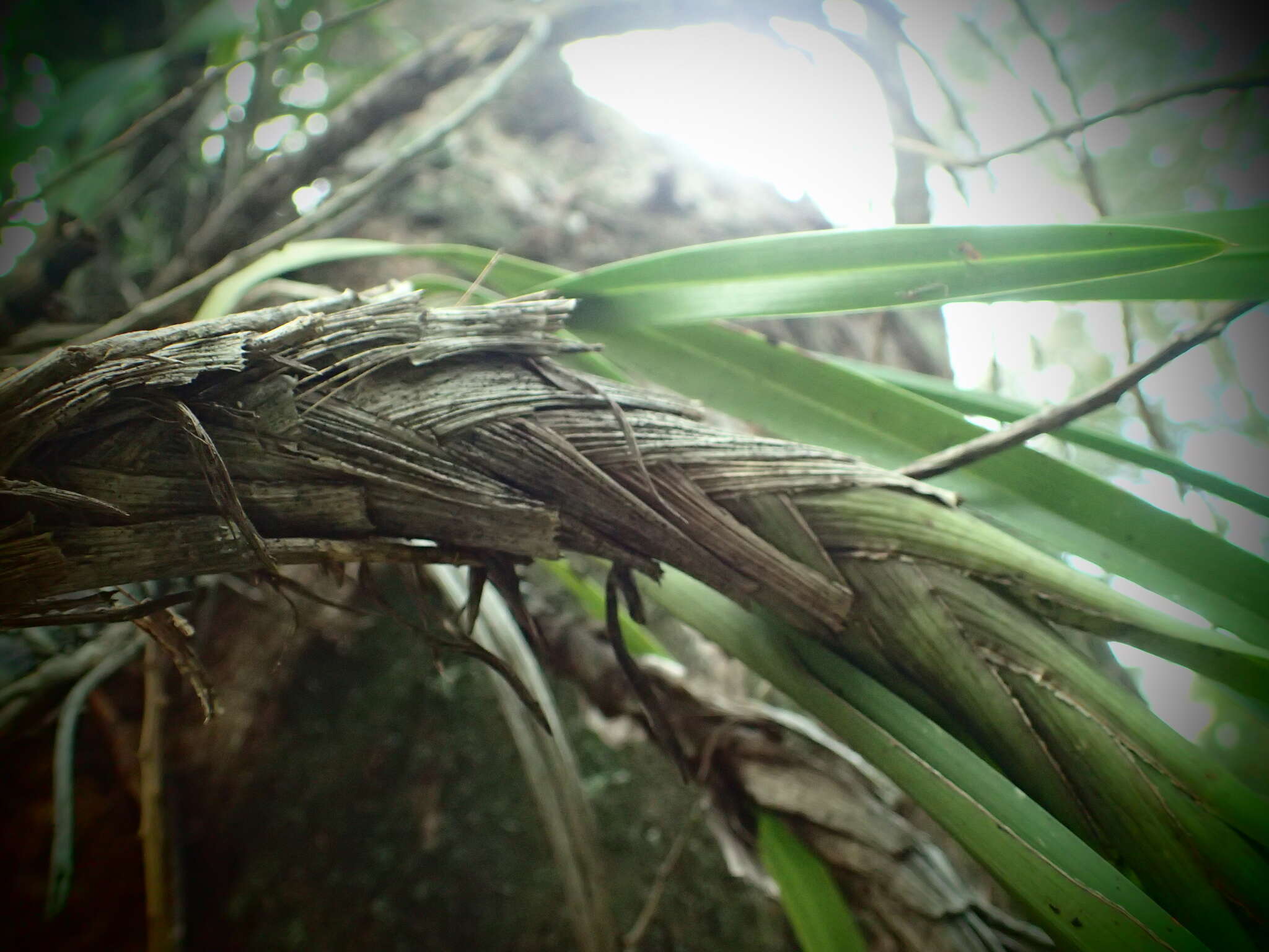 Image of Snake orchid