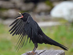 Image of Alpine Chough