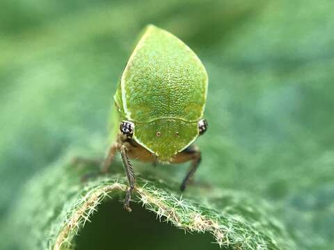 Imagem de Tortistilus inermis Fabricius