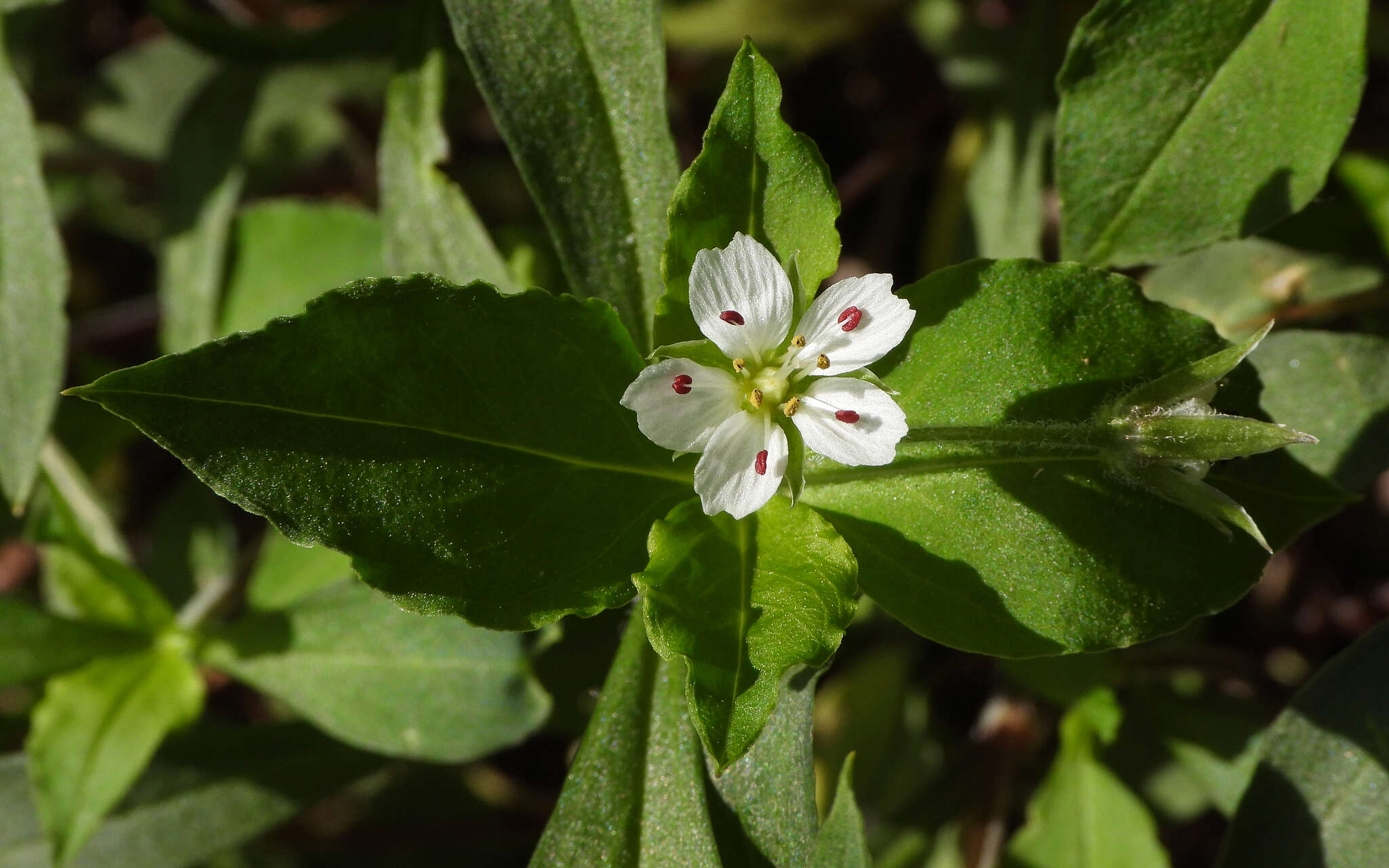 Image of Pseudostellaria heterophylla (Miq.) Pax