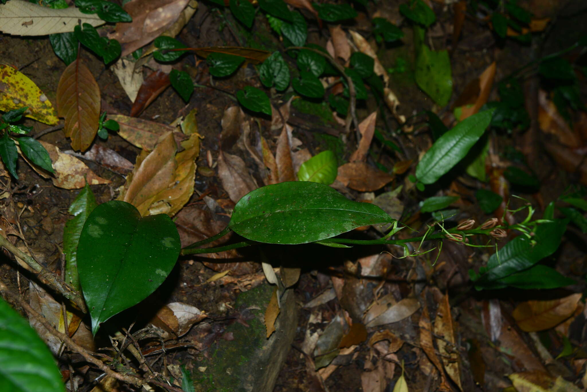 Image of Lily-leaf Orchid