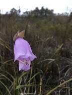 Image de Gladiolus bullatus Thunb. ex G. J. Lewis