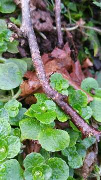 Plancia ëd Chrysosplenium oppositifolium L.