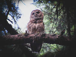 Image of California Spotted Owl