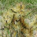 Image of Cylindropuntia hystrix (Griseb.) Areces