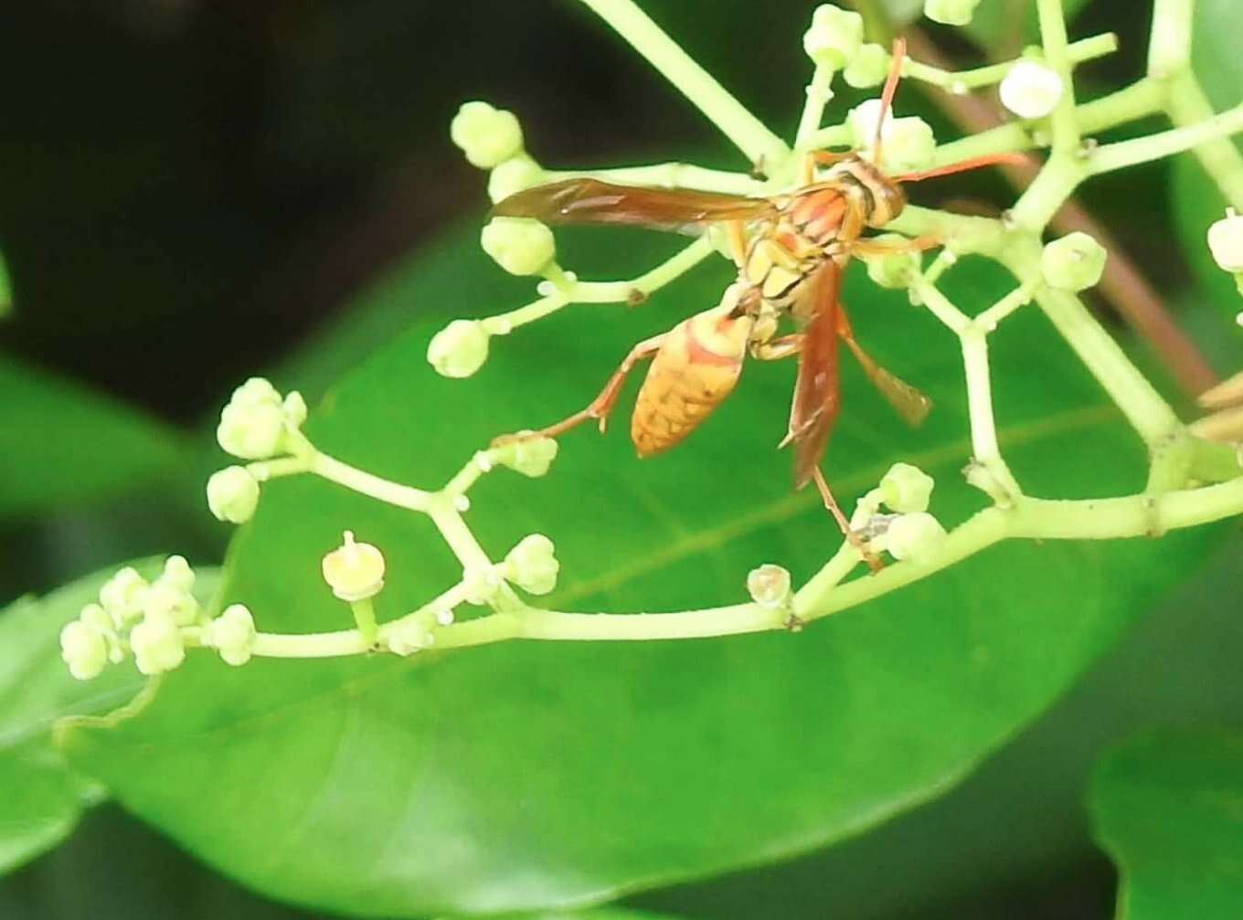 Image of Polistes japonicus de Saussure 1858