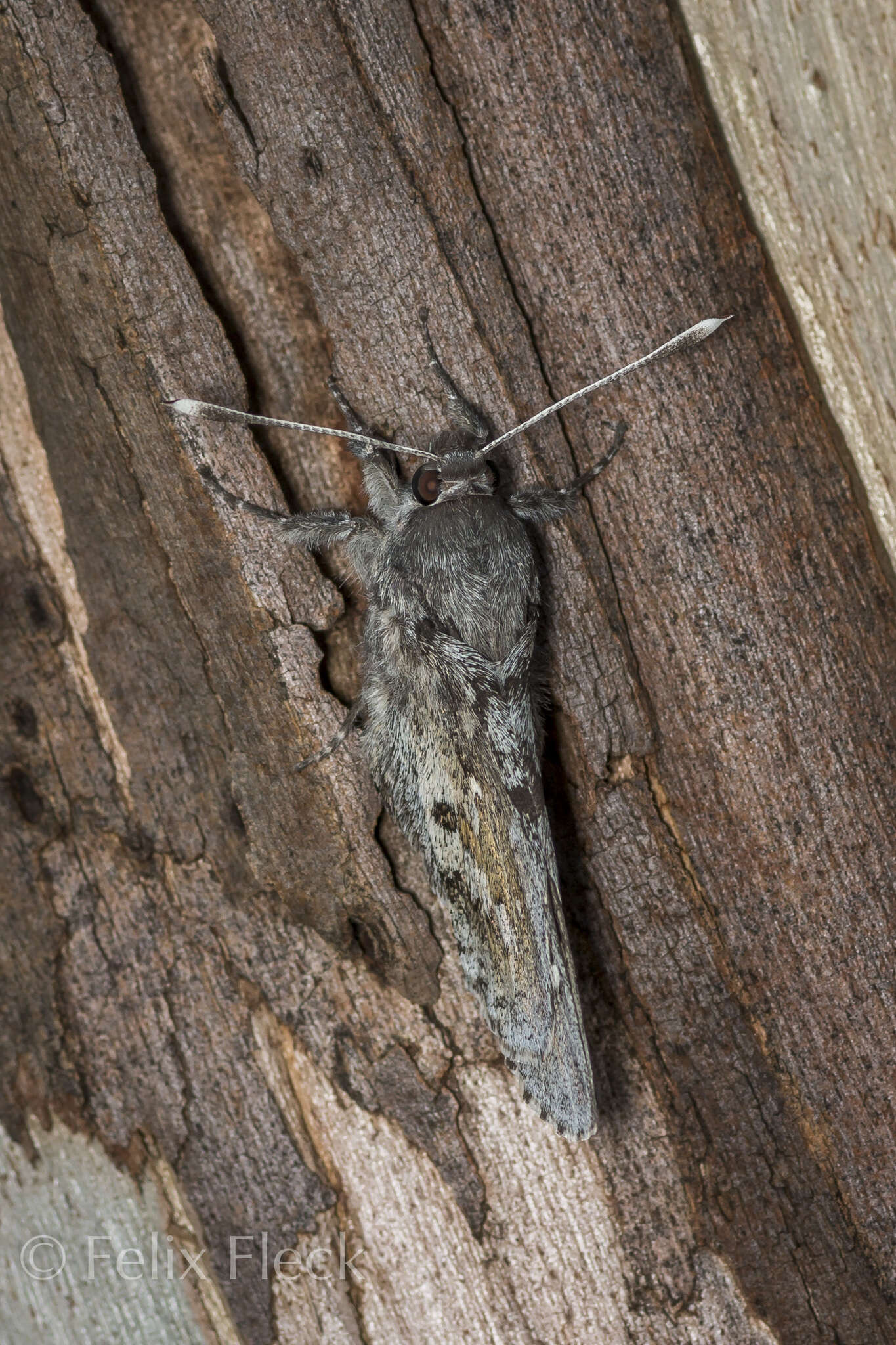 Image of Tequila Giant-Skipper