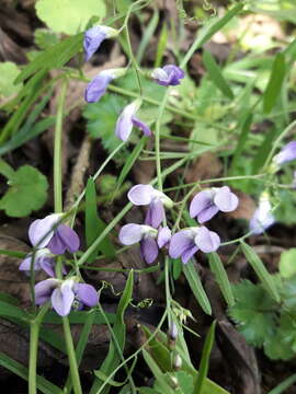 Image de Vicia andicola Kunth