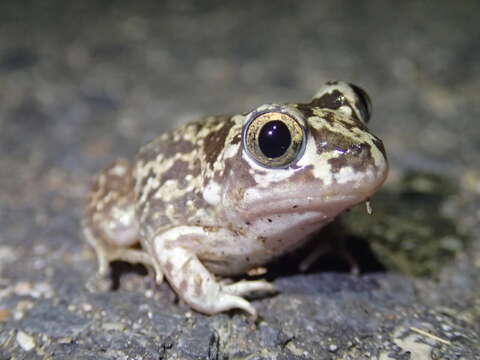 Image of Iberian Spadefoot Toad