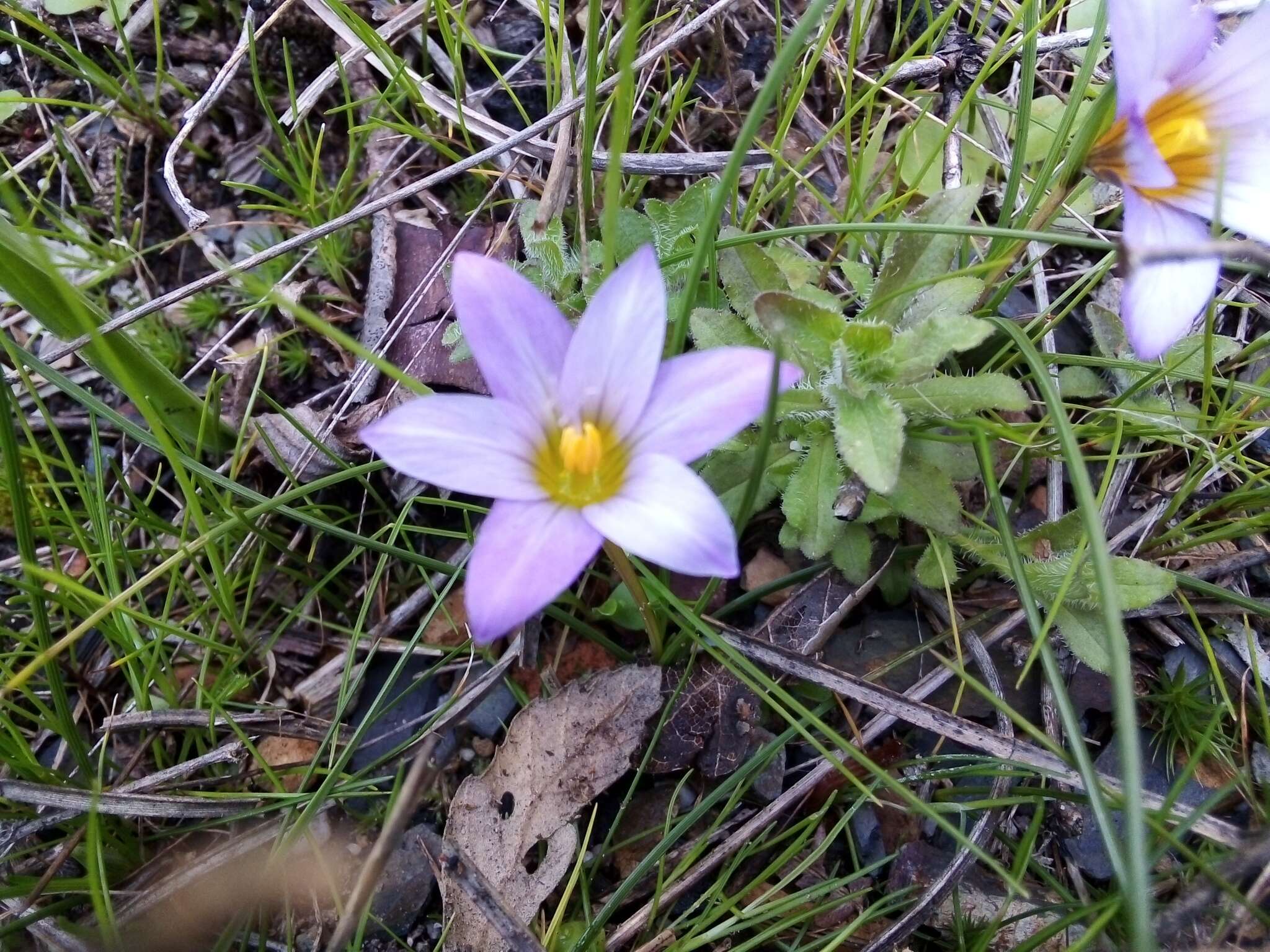 Image of crocus-leaved ROMULEA