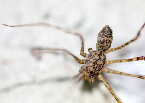 Image de Scytodes longipes Lucas 1844