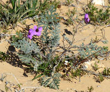 Sivun Erodium crassifolium (Forsk.) L'Hér. kuva