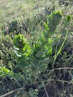 Image of Linaria dalmatica subsp. dalmatica