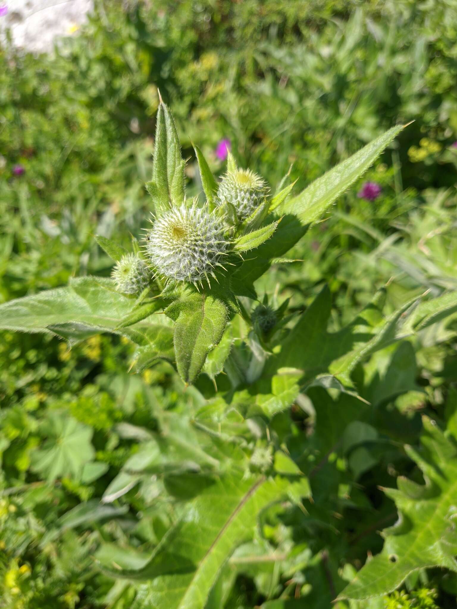 Image of Cirsium laniflorum (M. Bieb.) Fischer