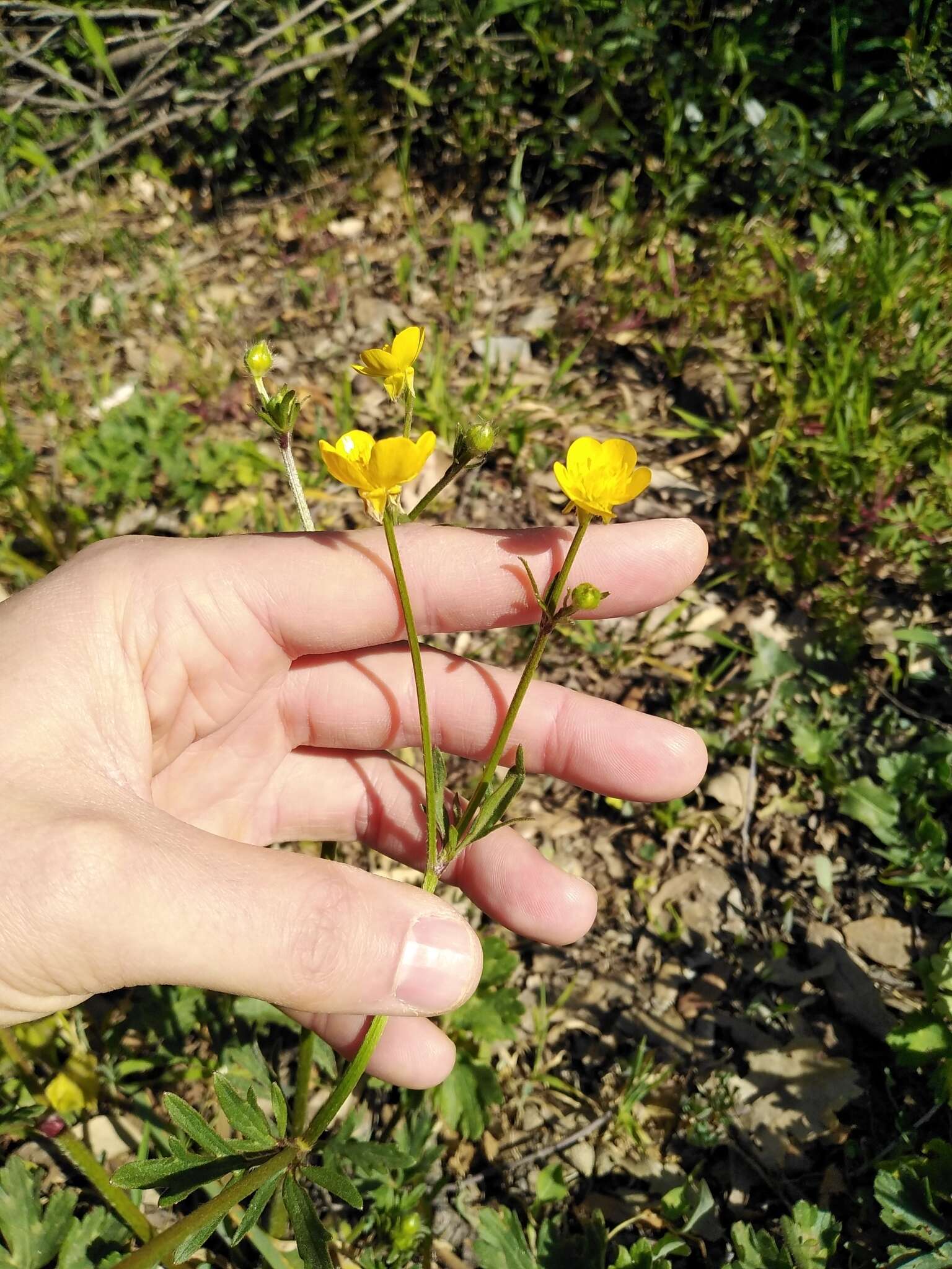 Image de Ranunculus neapolitanus Tenore