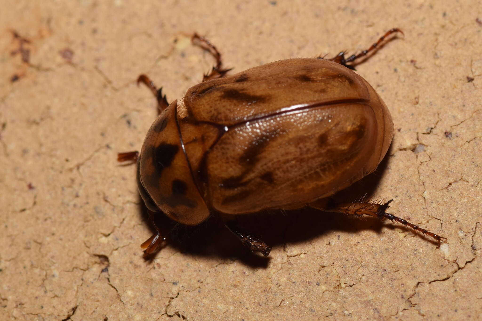 Image of Cyclocephala signaticollis Burmeister 1847