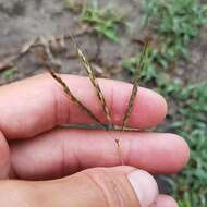 Image of pitted beardgrass