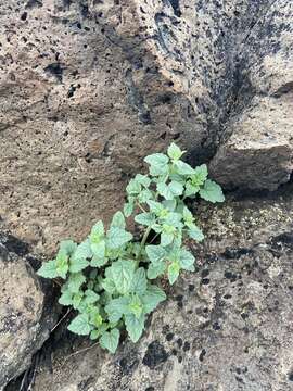 Imagem de Agastache parvifolia Eastw.