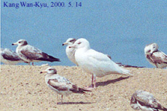 Image of Glaucous Gull