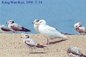 Image of Glaucous Gull