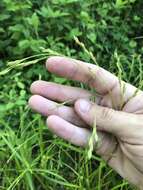 Image de Festuca subverticillata (Pers.) E. B. Alexeev