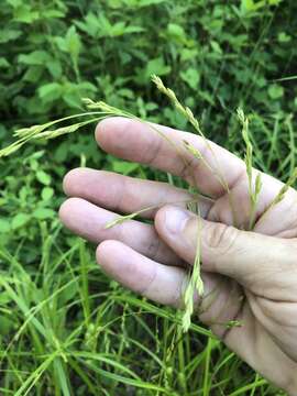 Image of Nodding Fescue