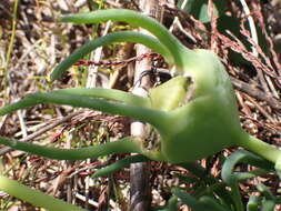 Image of Conicosia pugioniformis subsp. muirii (N. E. Br.) Ihlenfeldt & Gerbaulet