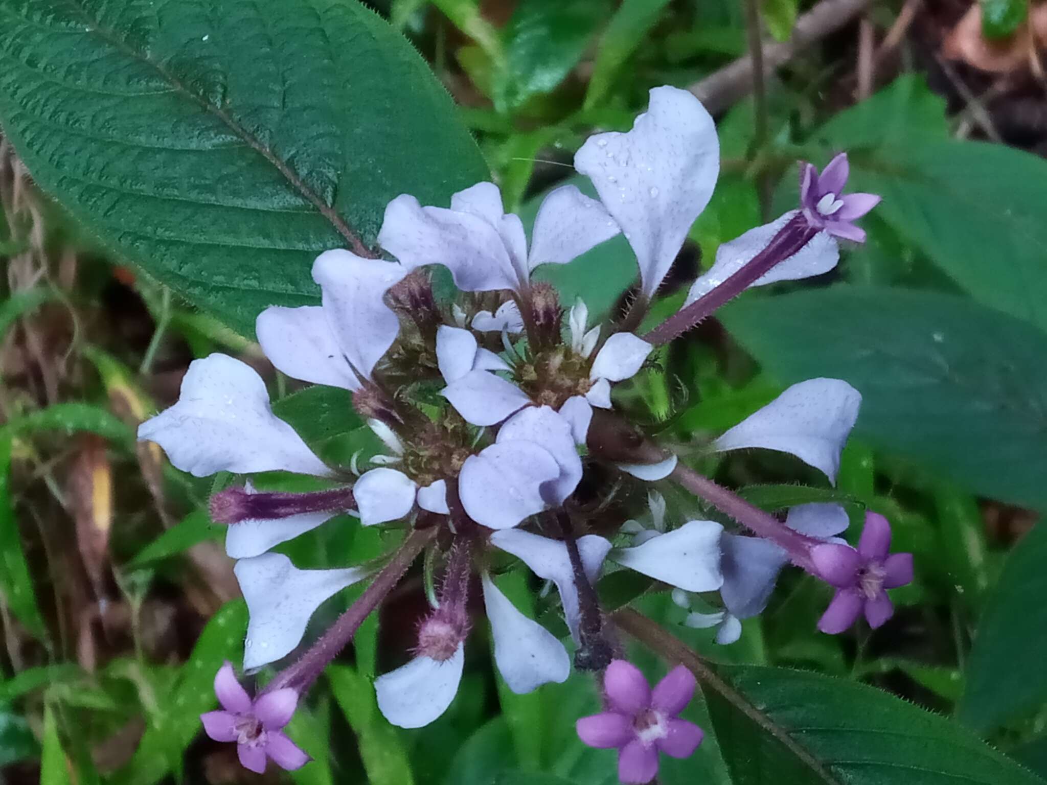 صورة Phyllopentas mussaendoides (Baker) Kårehed & B. Bremer