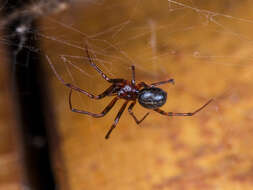 Image of Steatoda castanea (Clerck 1757)