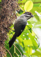 Слика од Atlapetes schistaceus schistaceus (Boissonneau 1840)