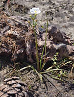 Image of grassy arrowhead