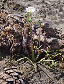 Image of grassy arrowhead