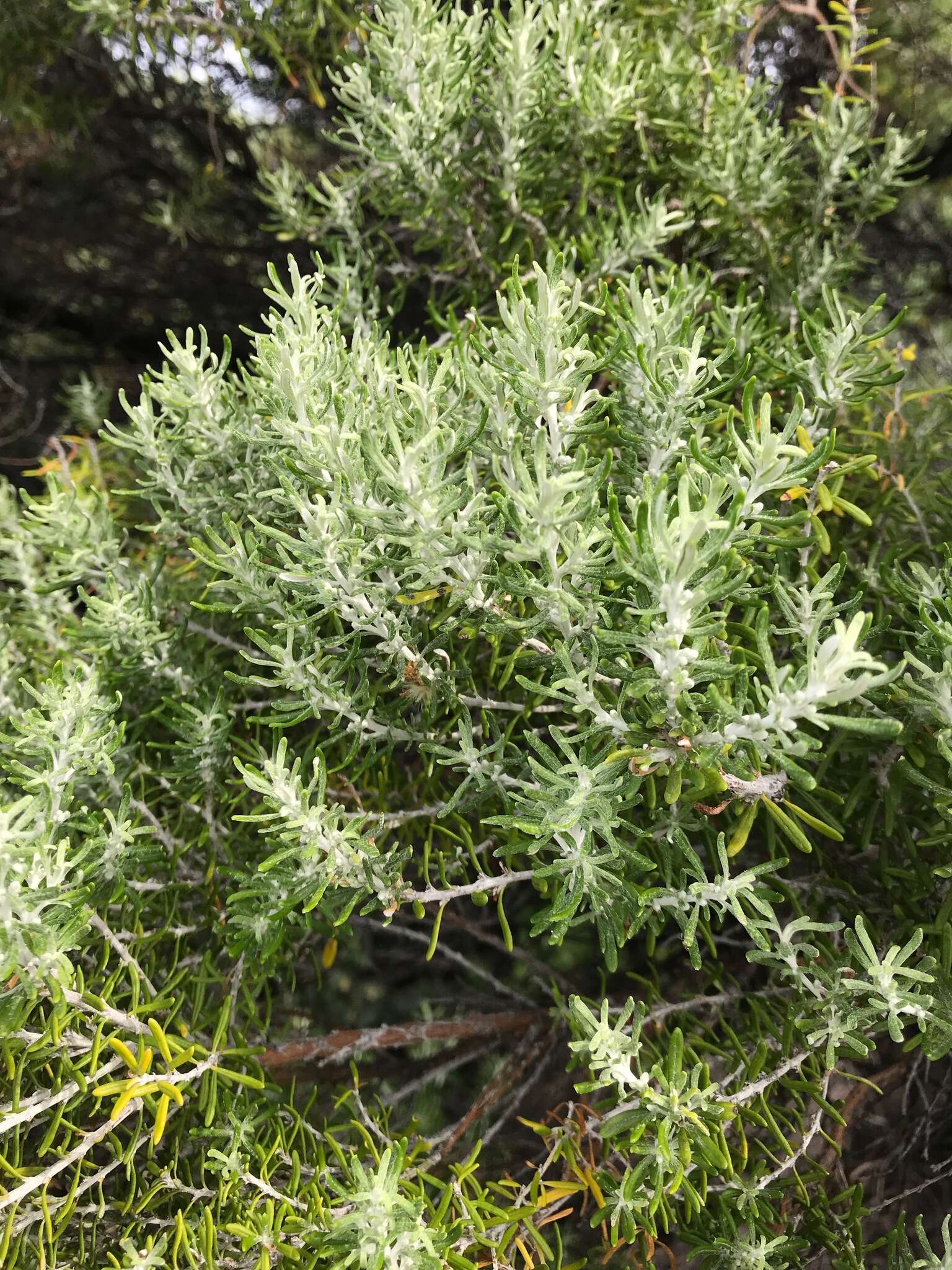 Image de Olearia axillaris (DC.) F. Müll.