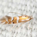 Sivun Phyllonorycter comptoniella (Darlington 1949) kuva