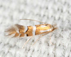 Image of Phyllonorycter comptoniella (Darlington 1949)