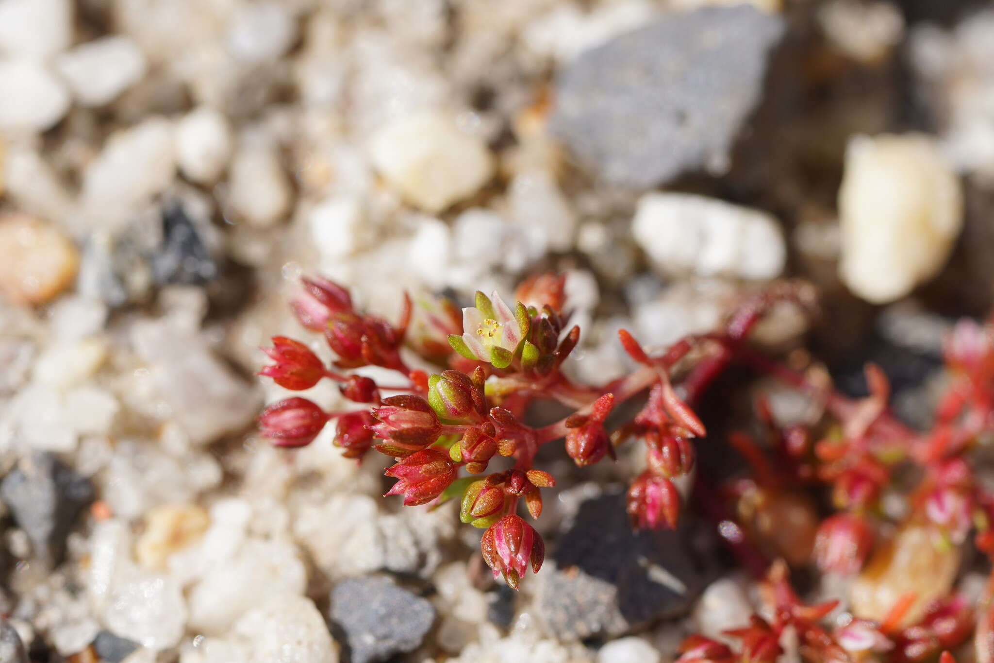 <i>Crassula <i>decumbens</i></i> var. decumbens resmi