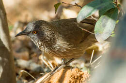 Image of Turdoides jardineii jardineii (Smith & A 1836)