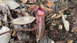 Image of Pitcher plant