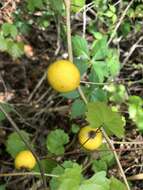 Image of tropical soda apple