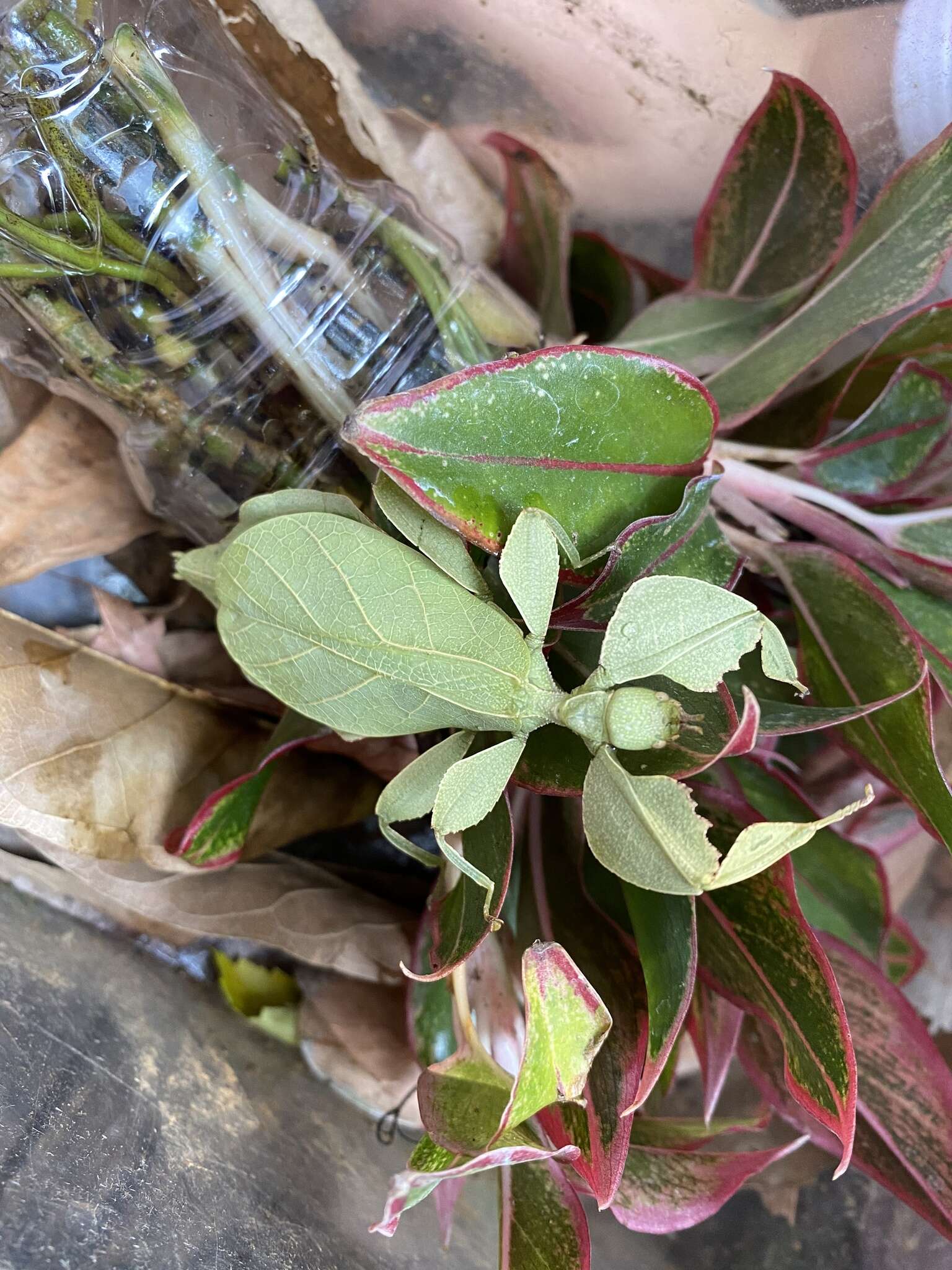 Image of Cryptophyllium westwoodii