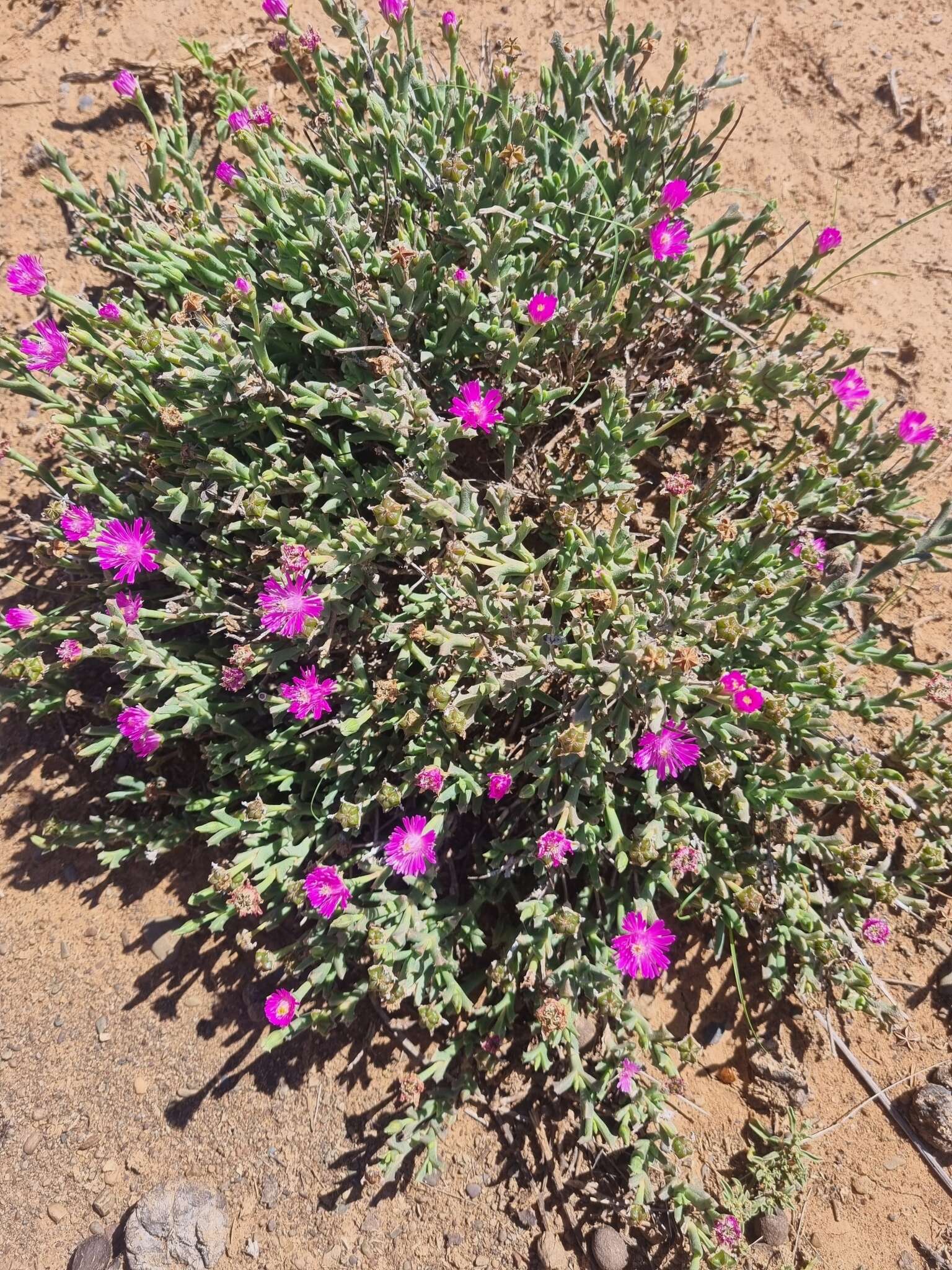 Imagem de Ruschia vanderbergiae L. Bol.