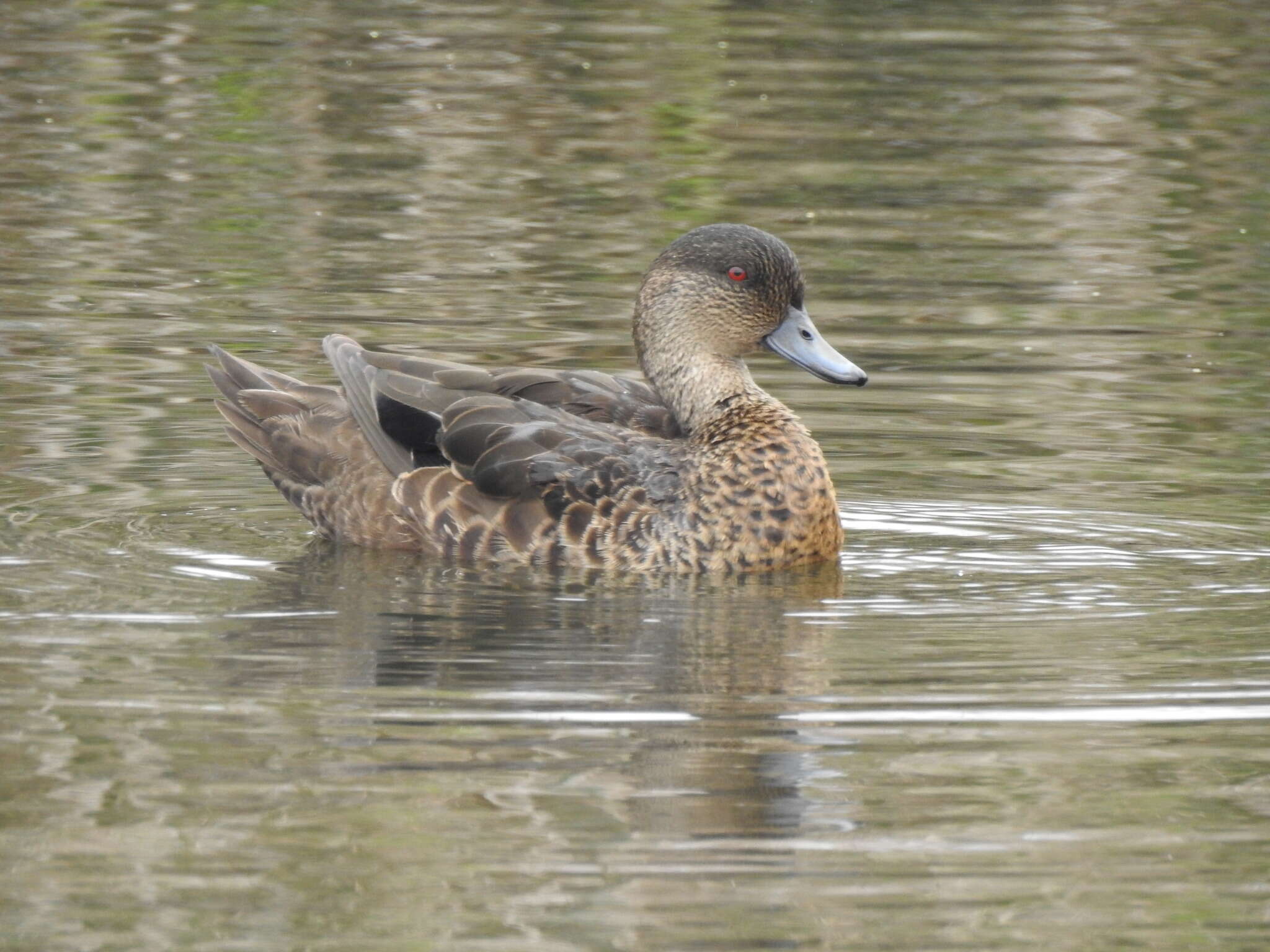 Image of Chestnut Teal