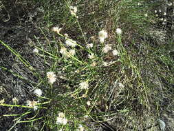 Image of California broomsage