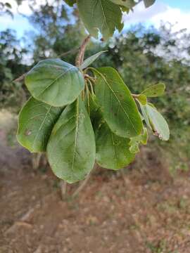 Image of Terminalia porphyrocarpa F. Müll. ex Benth.