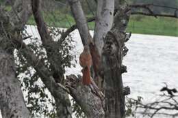 Image of Collared Palm Thrush