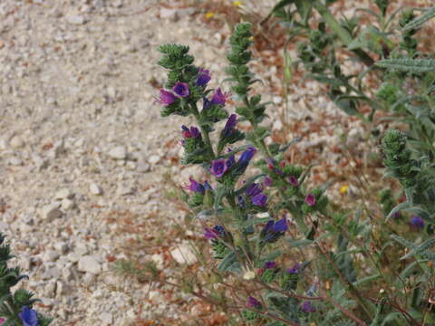 Image of Echium gaditanum Boiss.