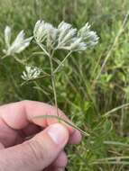 Eupatorium leucolepis (DC.) Torr. & A. Gray resmi