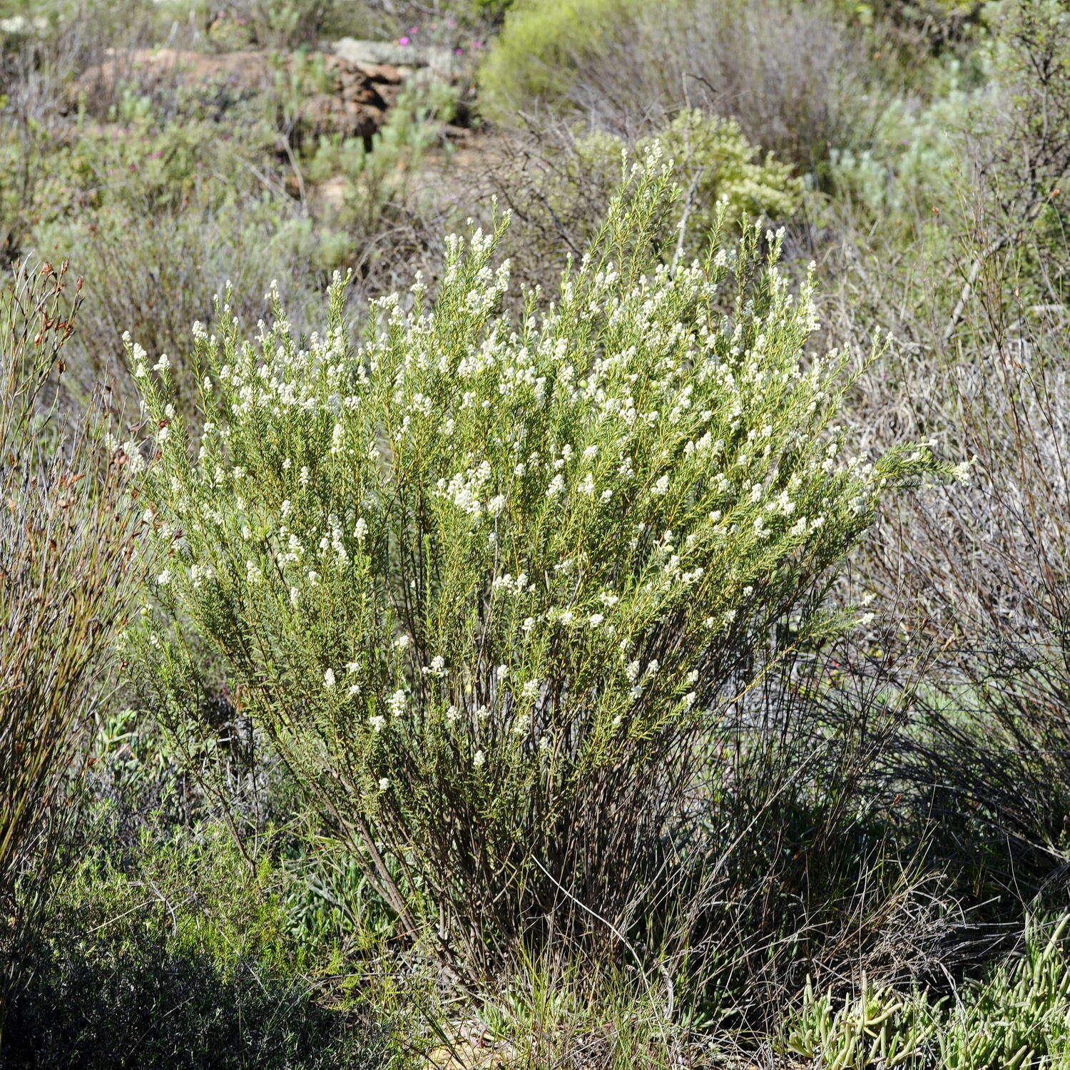 Image of Phylica rigidifolia Sond.