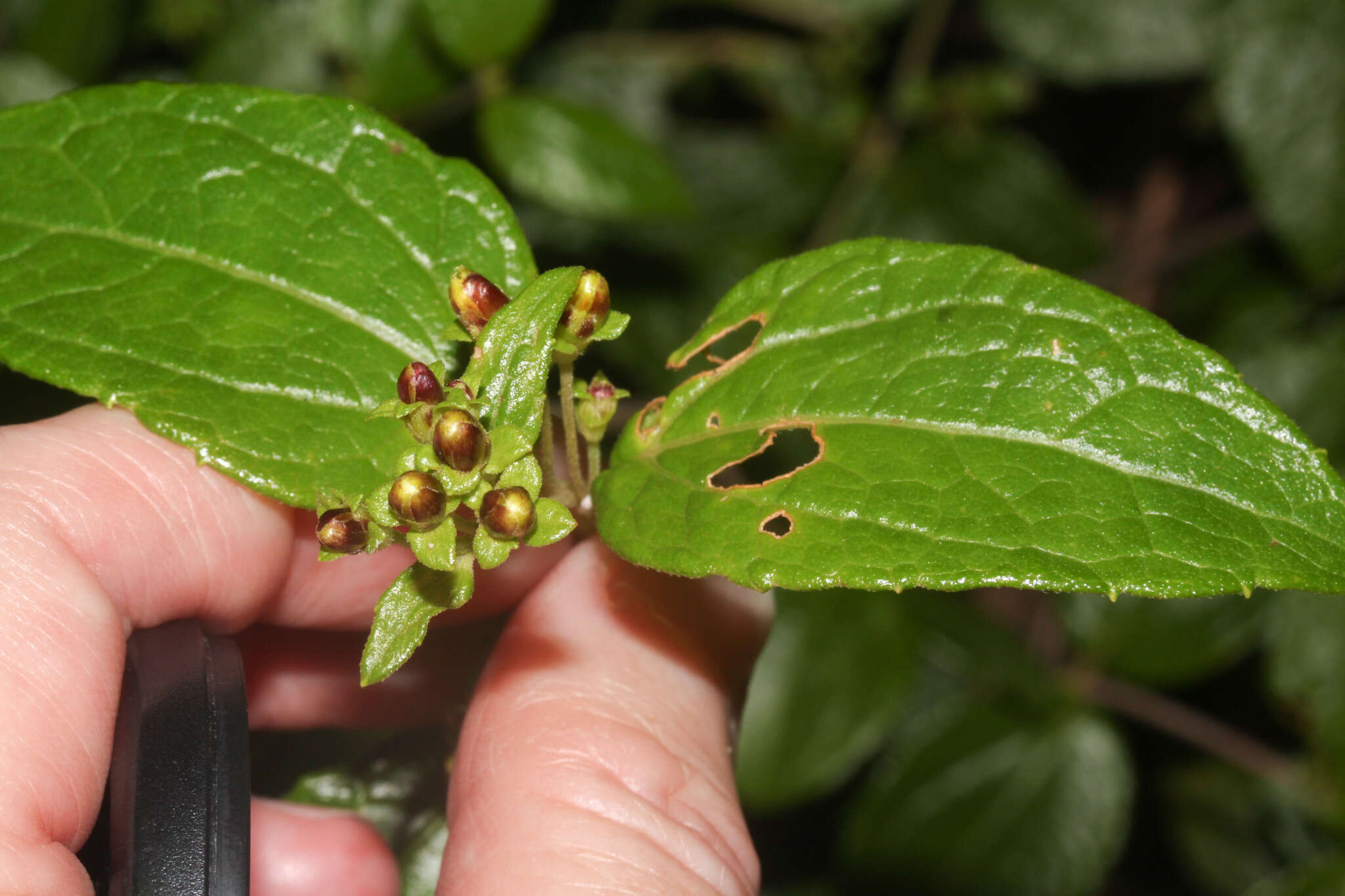 Image of Calea jamaicensis (L.) L.