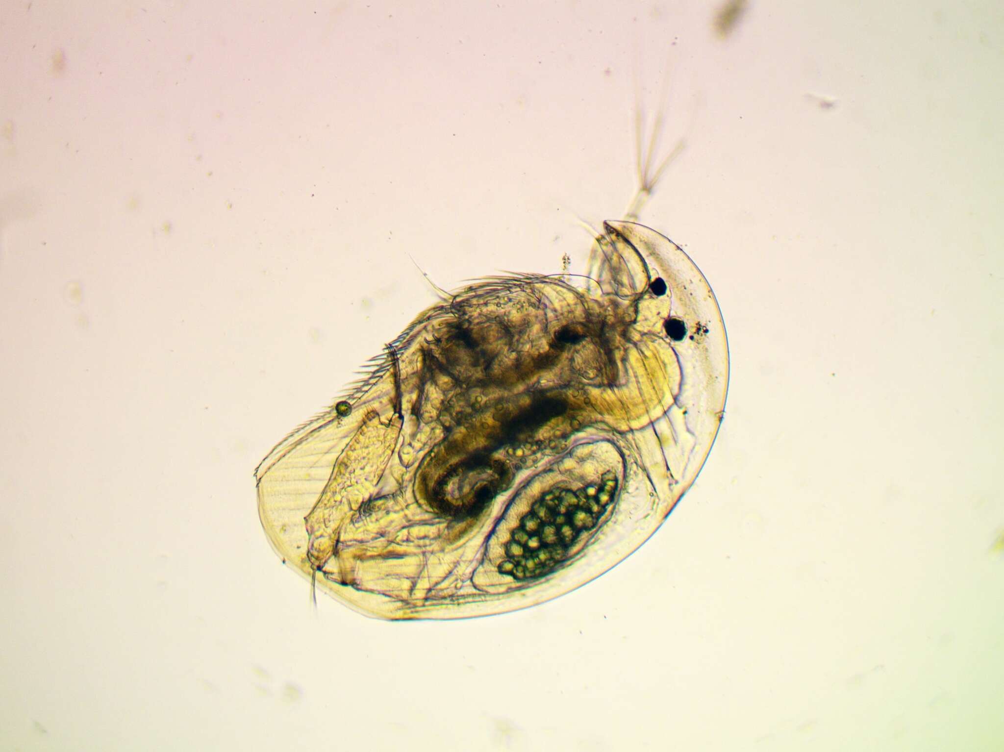 Image of common duck waterflea